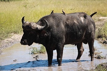 13 days spectacular safari in north west district botswana OP6mw.jpg