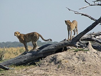 13 days spectacular safari in north west district botswana nB5Oq.jpg