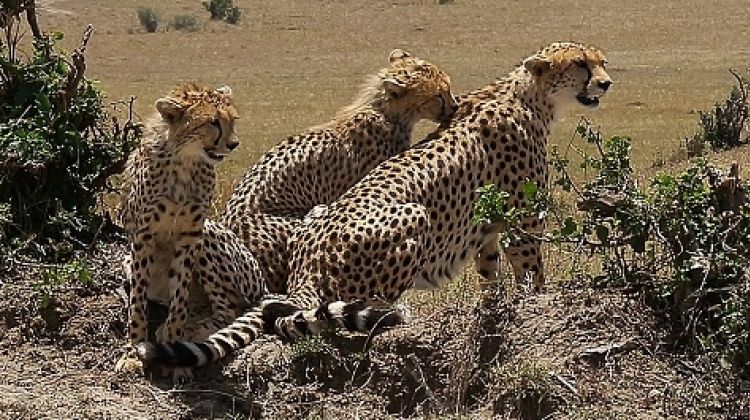 2 days masai mara game reserve 8deoyCZSPN.jpeg