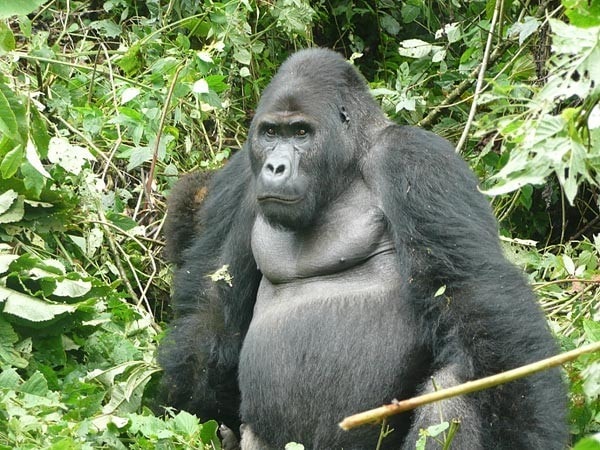 2 days uganda gorilla safari eSCcp.jpg