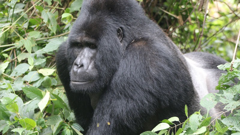 3 day gorilla trekking in bwindi community batwa walk GvH2cAeGcw.jpg