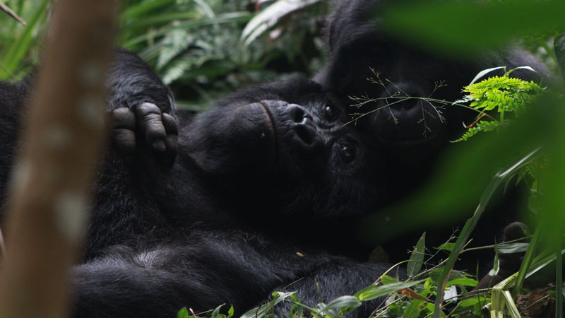 3 day gorilla trekking in bwindi community batwa walk rUiqyRr528.jpg
