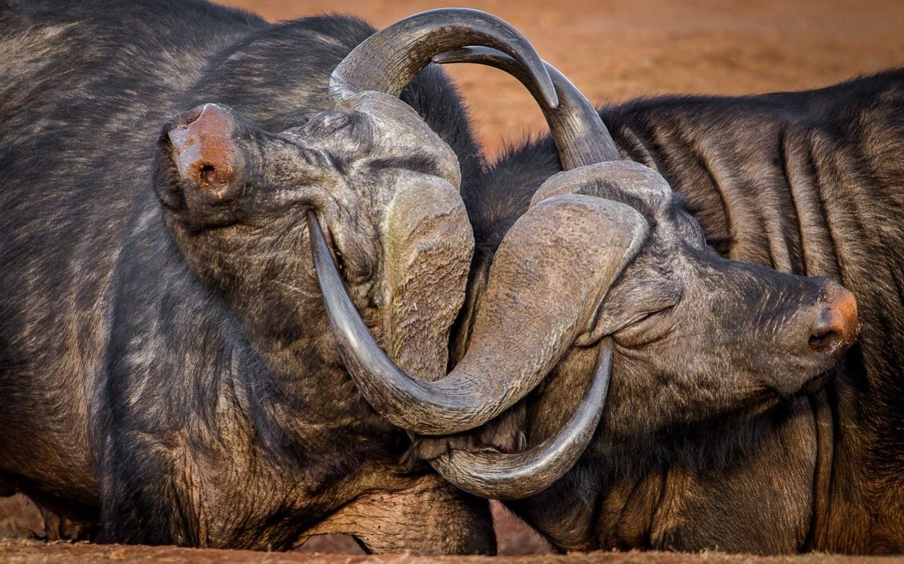 3 days amboseli fly in package adDfV1XpqF.jpeg