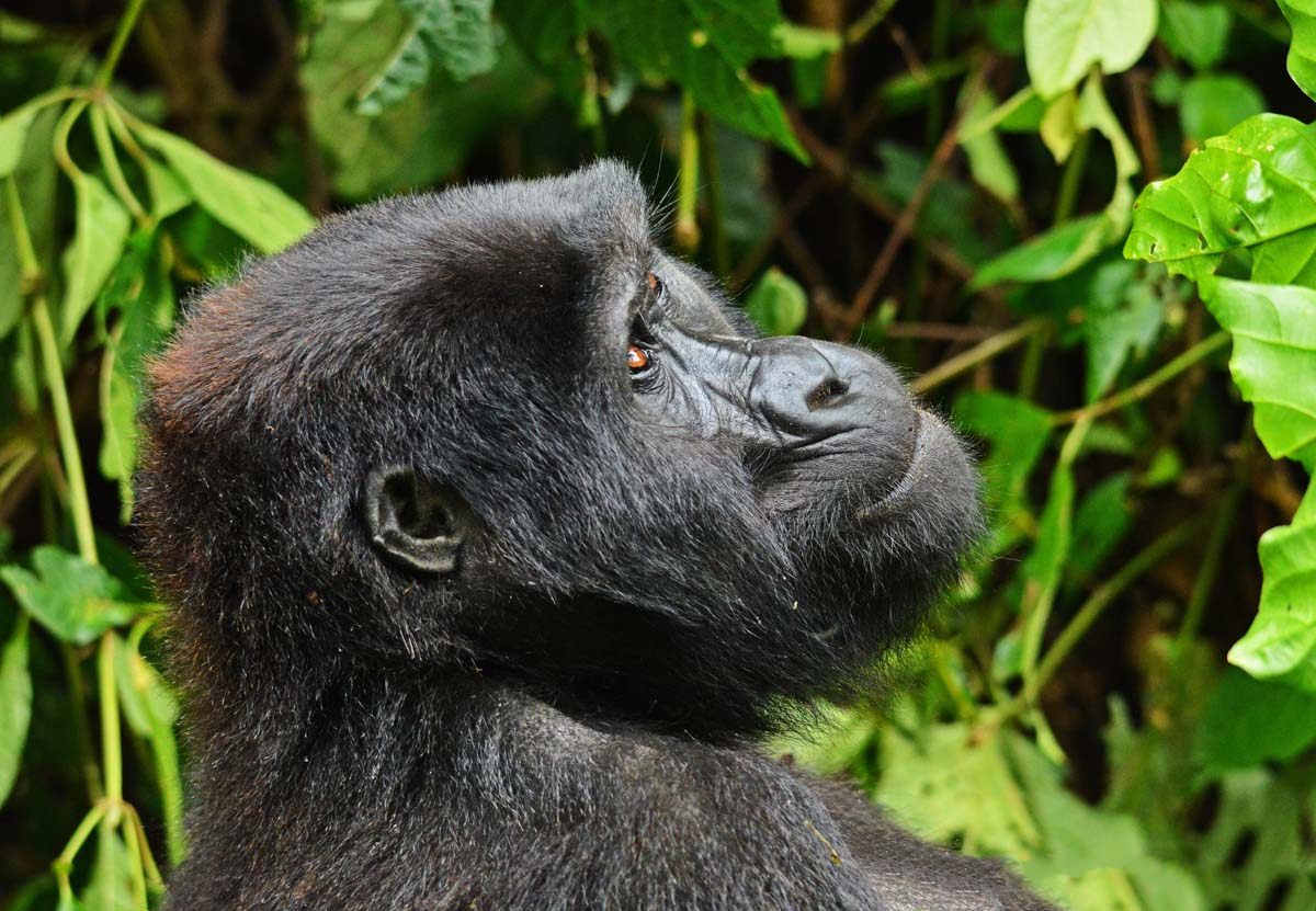 3 days gorilla tracking safari in uganda 4VCoQH49cu.jpg