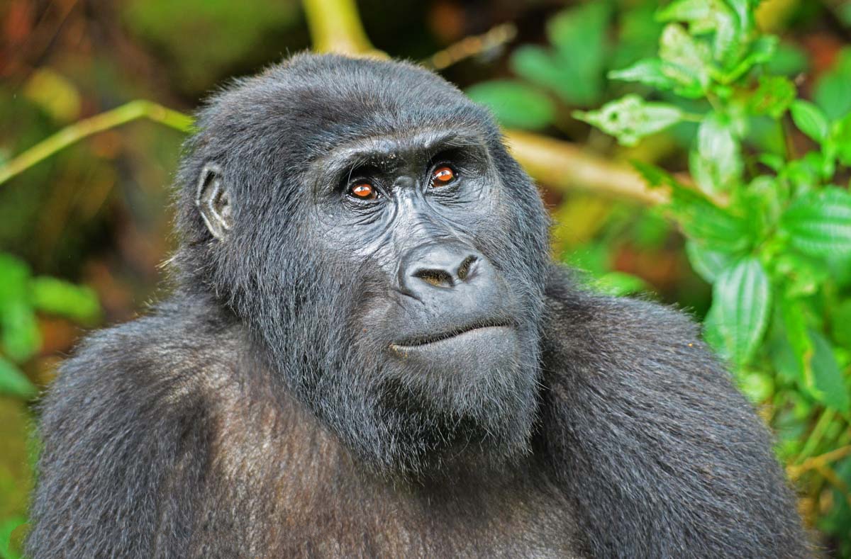 3 days gorilla tracking safari in uganda 54yy8rLe4n.jpg