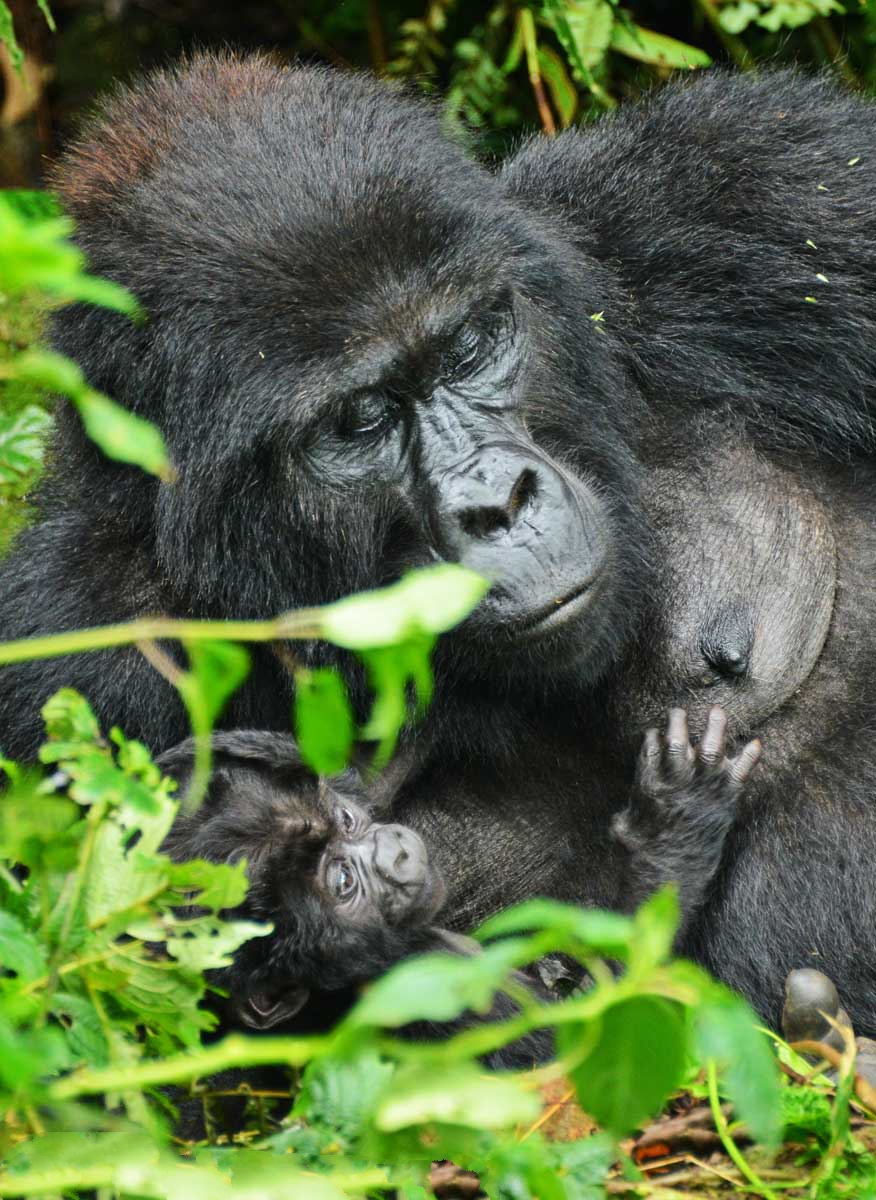 3 days gorilla tracking safari in uganda 6oJPRRkr7I.jpg