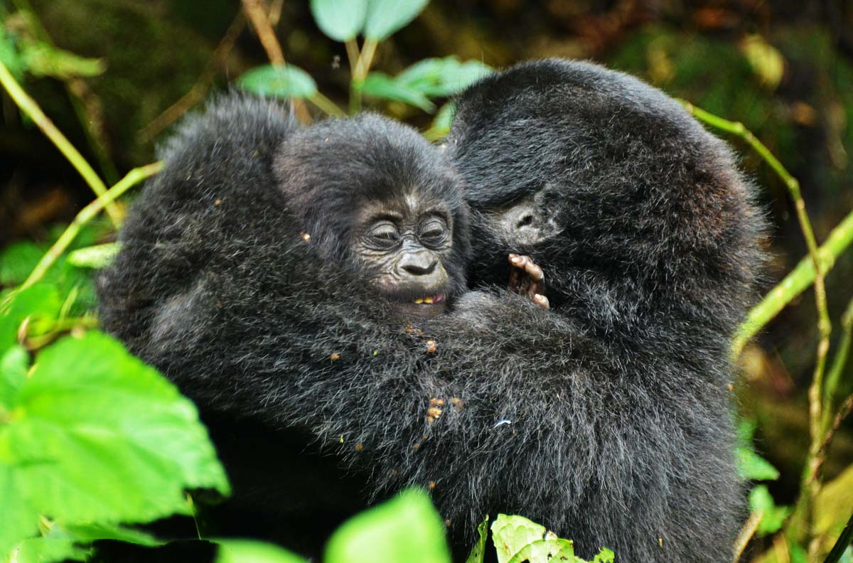 3 days gorilla tracking safari in uganda EezHUjqSuk.jpg