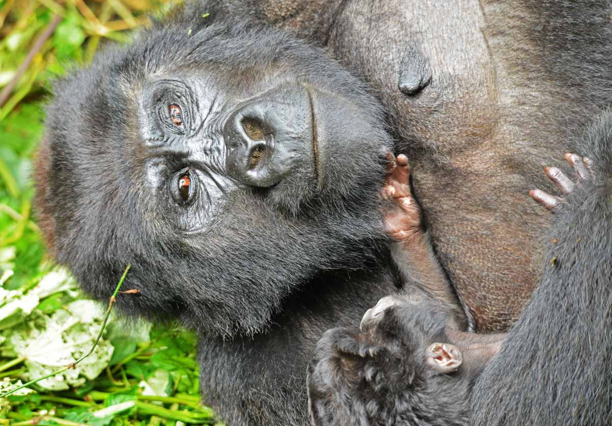3 days gorilla tracking safari in uganda O2iNxxXzrR.jpg