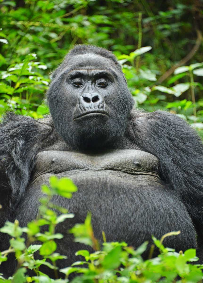 3 days gorilla tracking safari in uganda iEgl0DVkvR.jpg