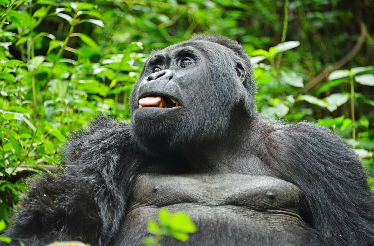 3 days gorilla tracking safari in uganda imjpkTslLY.jpg
