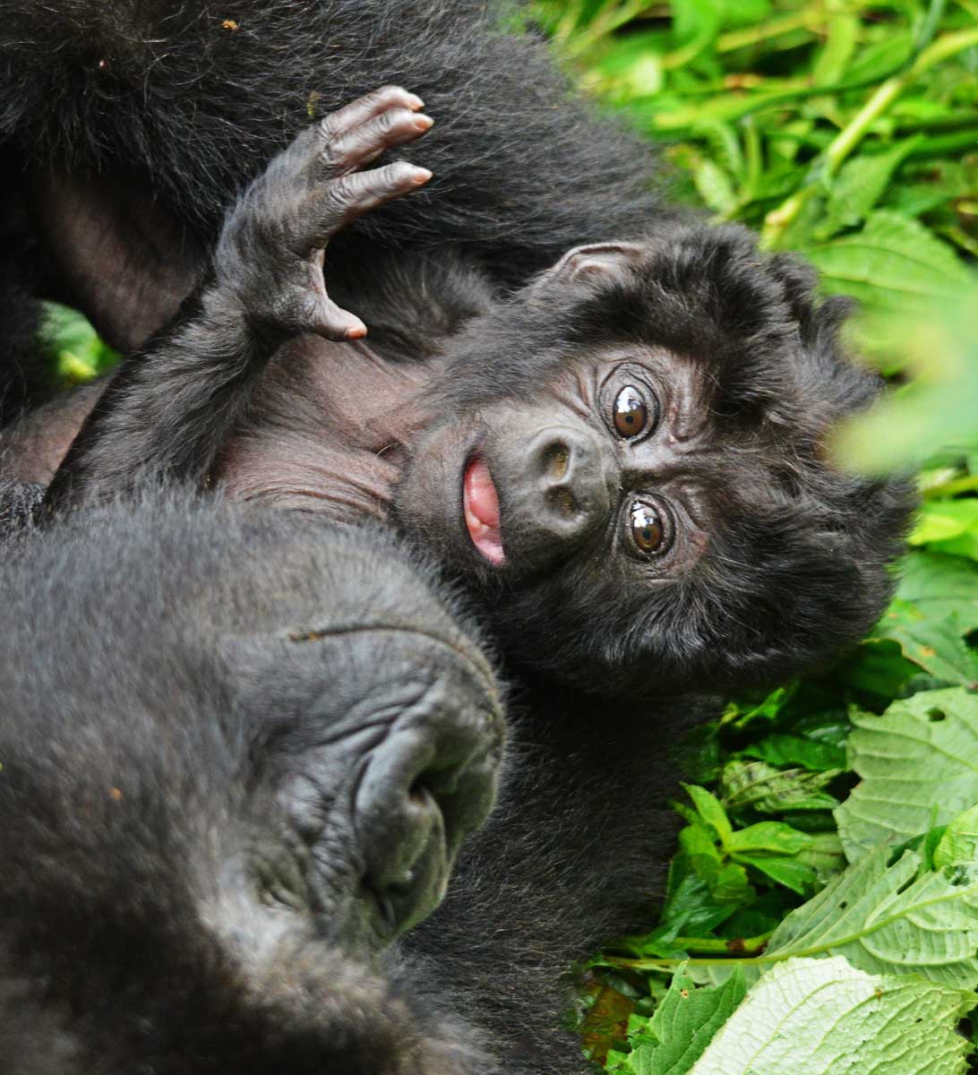 3 days gorilla tracking safari in uganda kCsSkCNLUt.jpg