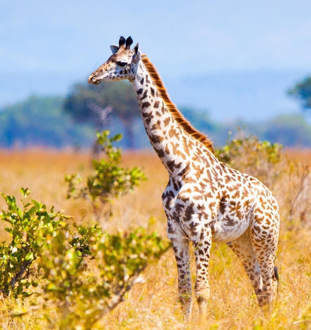 3-days-mikumi-safari-SThQt.jpg