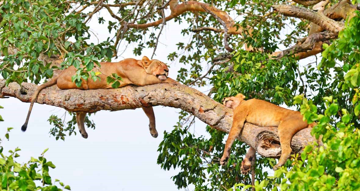 3 days murchison falls national park tour DU2MexgKjt.jpeg