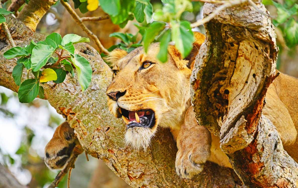 3 days murchison falls national park tour IjqV6lQJbw.jpeg