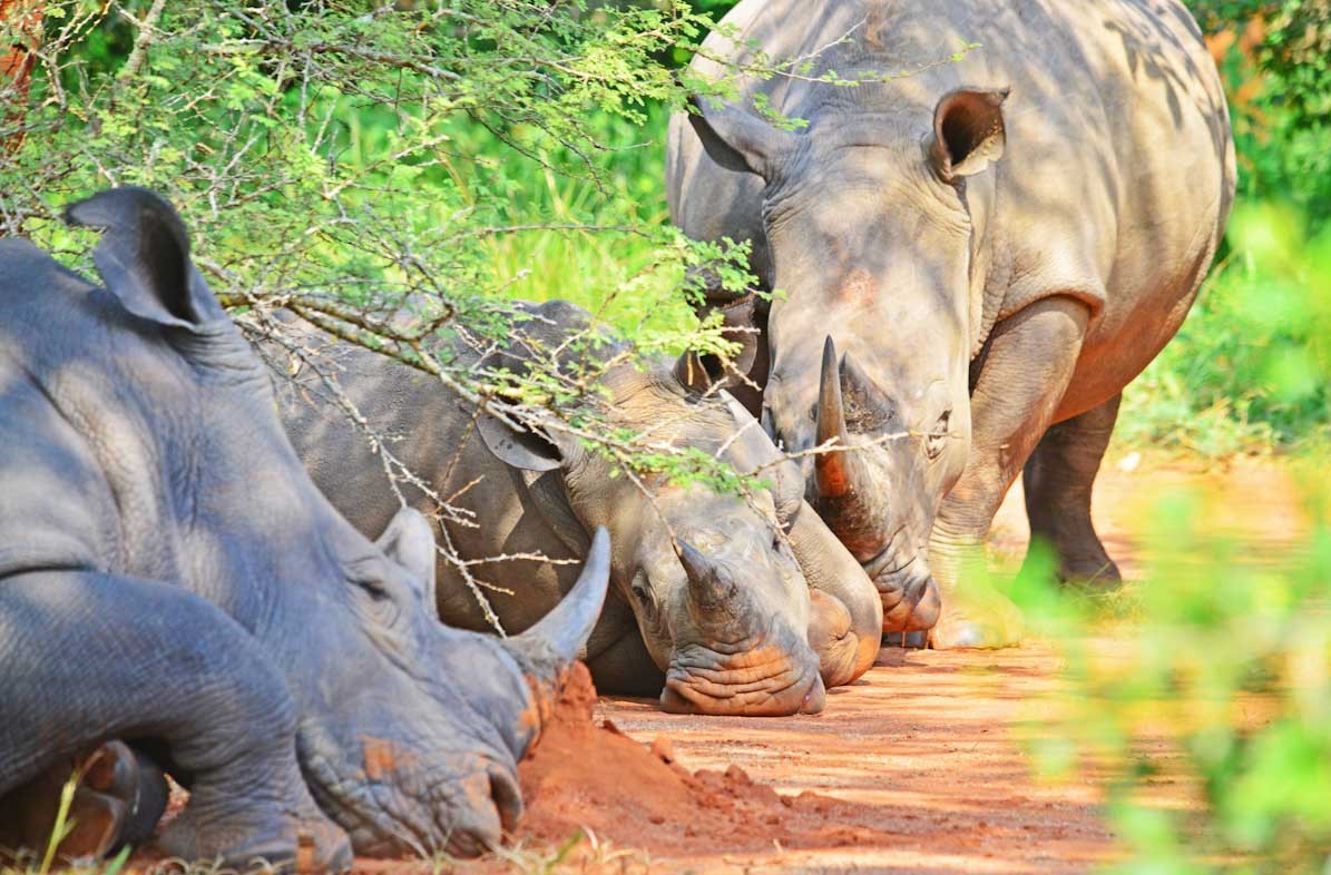 3 days murchison falls national park tour tuBWACk1VE.jpeg