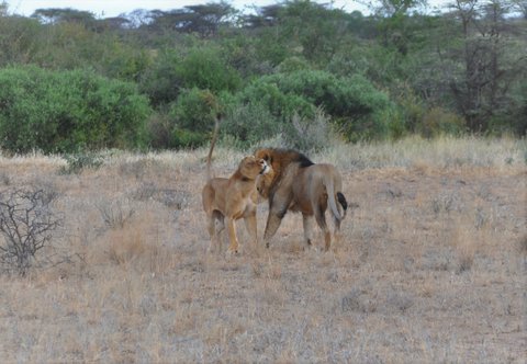 4 day masai mara safari LhdEbs9xpd.jpeg