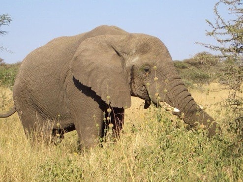 4 day masai mara safari dHcAn.jpg