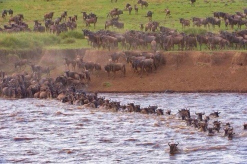 4 day masai mara safari esqkn.jpg