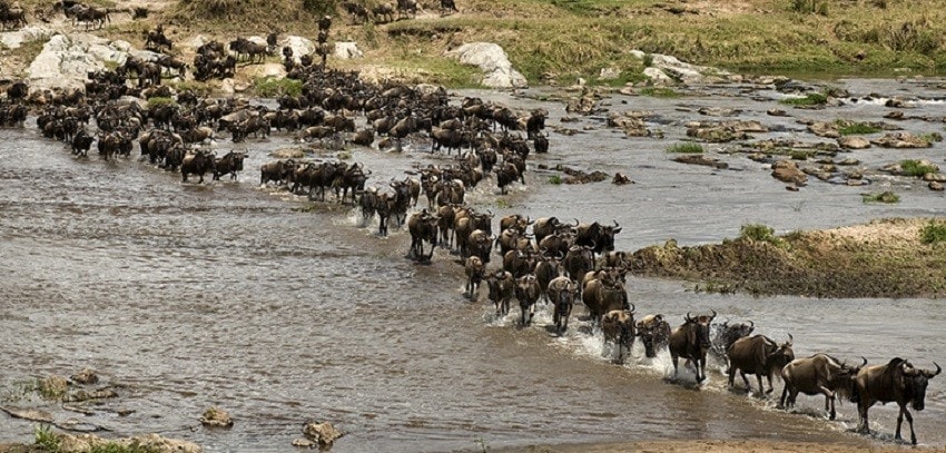4-days-3-nights-lake-nakuru-and-masai-mara-P0v4N.jpg