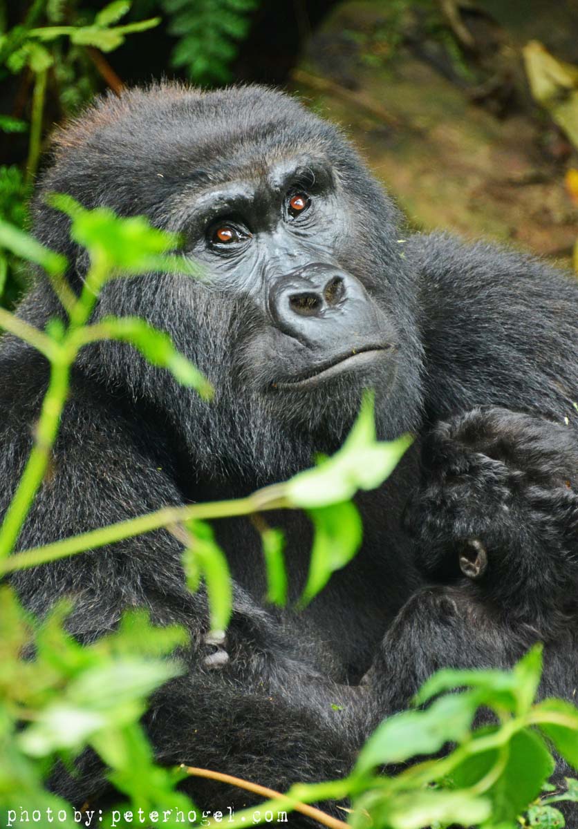 4 days gorilla tour in uganda 8Fuk4PcRzl.jpeg