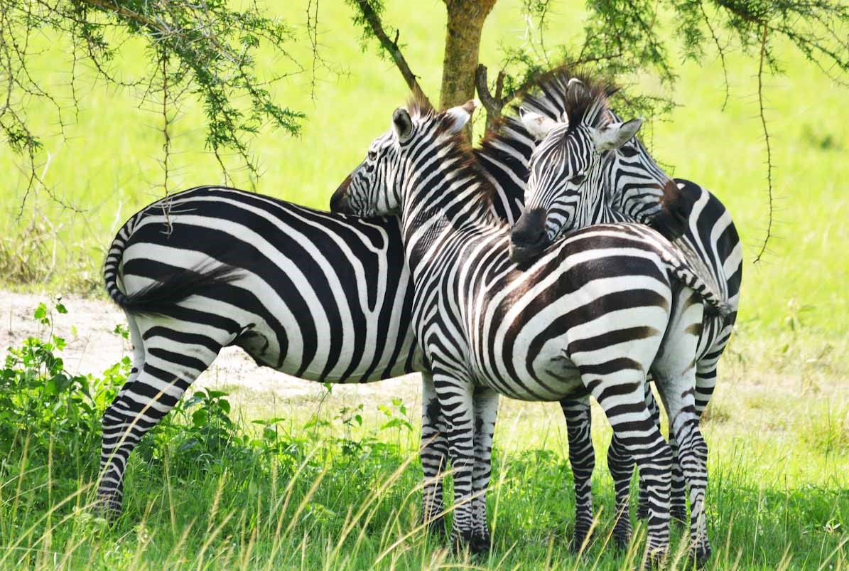 4 days gorilla tour in uganda Dks87zuZ4l.jpeg