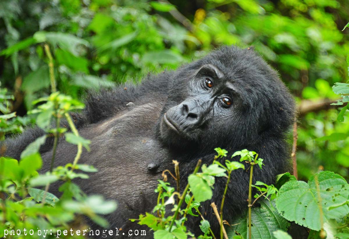4 days gorilla tour in uganda N88QNRQOED.jpeg