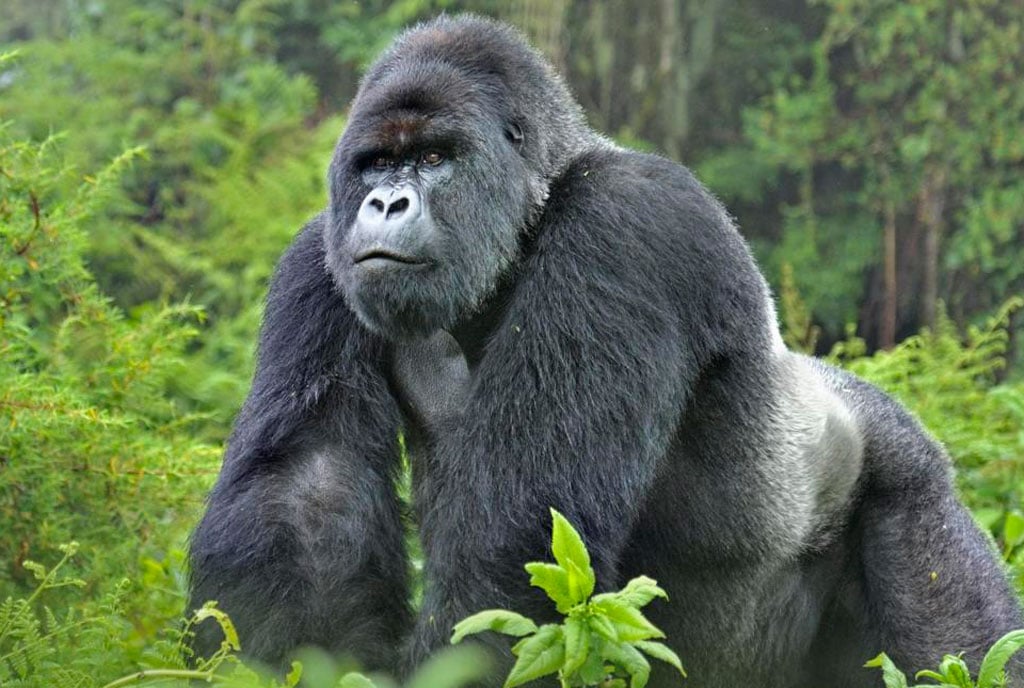 4 days gorilla tour in uganda WjllpskTFY.jpeg