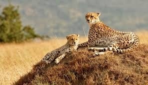 4-days-maasai-mara-lgsdv.jpg