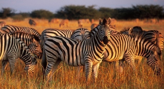 4 days maasai mara nfVOh.jpg
