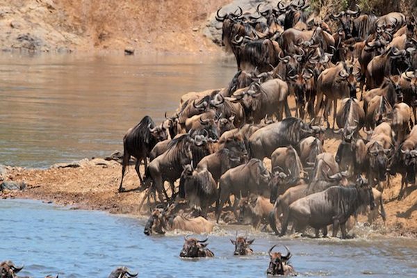 4 days masai mara camping safari adventuree 3zLddoUykN.jpeg