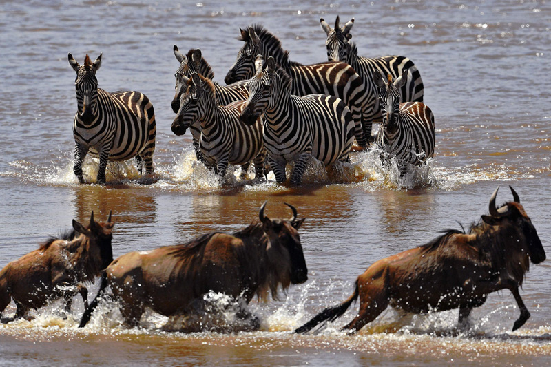 4 days masai mara camping safaris tour package BpFp4q0tIP.jpeg