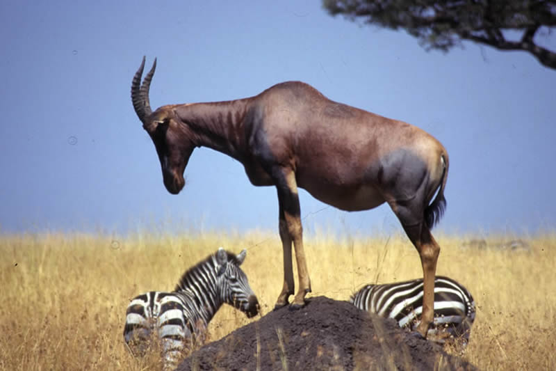 4 days masai mara camping safaris tour package Gr6AmqaO24.jpeg