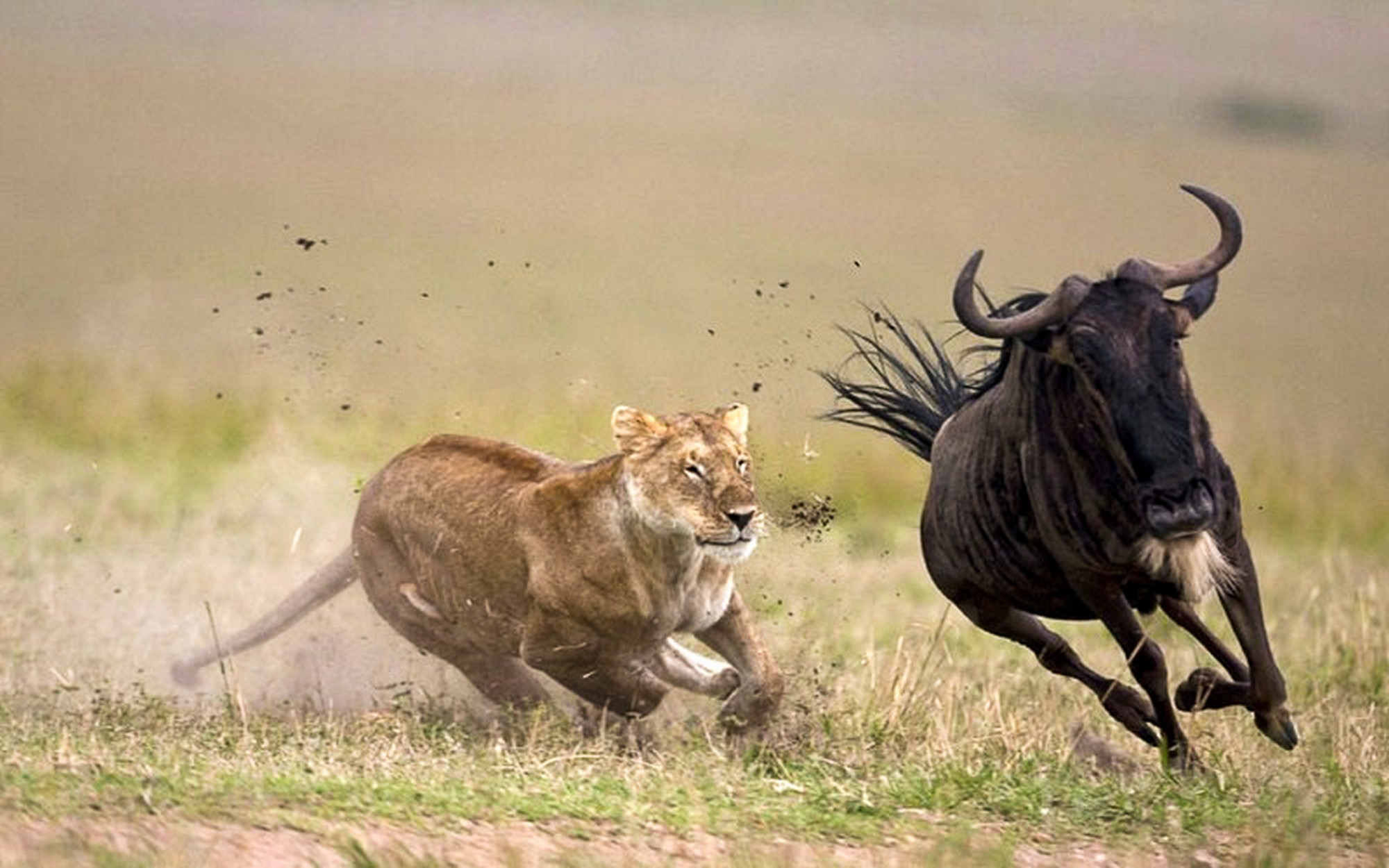 4-days-masai-mara-camping-safaris-tour-package-mIFctHMXE7.jpeg