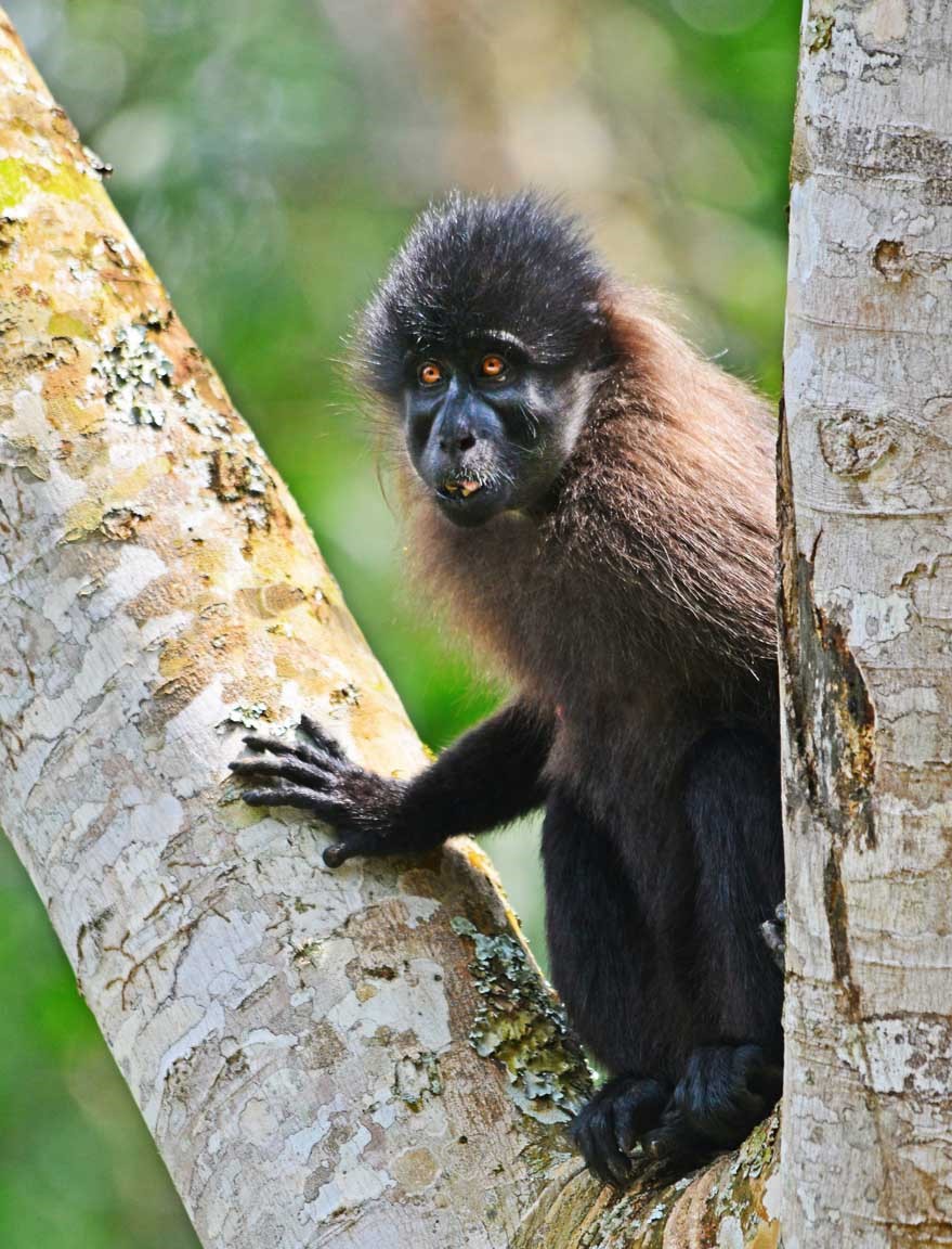 5 days chimpanzee gorilla trekking and game sighting safari 2R45D5xUTv.jpeg
