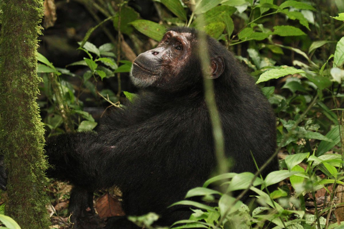 5 days chimpanzee gorilla trekking and game sighting safari Io9NjzHDJV.jpeg