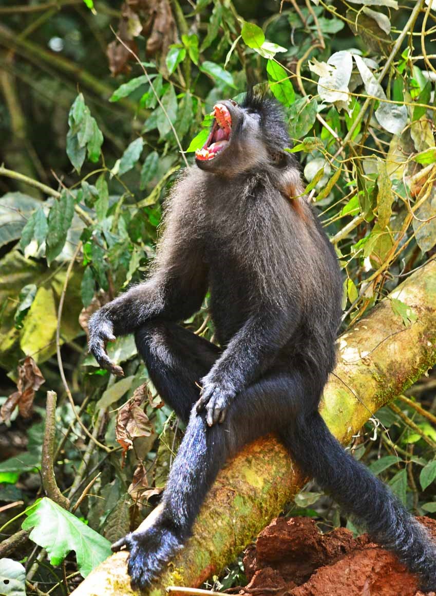 5 days chimpanzee gorilla trekking and game sighting safari bD2IWpA5x2.jpeg