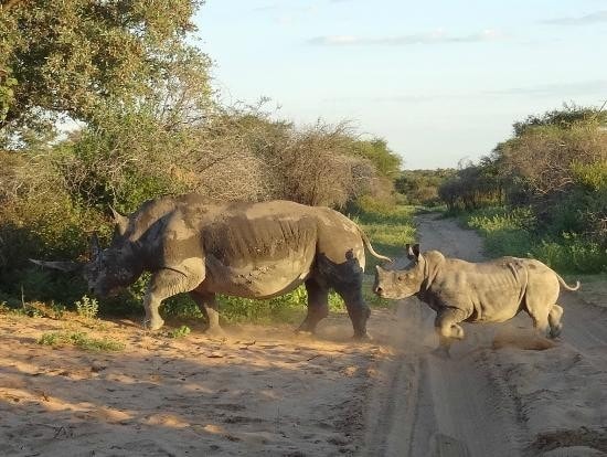 6-nights-khama-rhino-lekhubu-ckgr-UWEj4.jpg