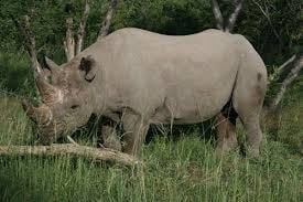 6 nights khama rhino lekhubu ckgr gjjyY.jpg
