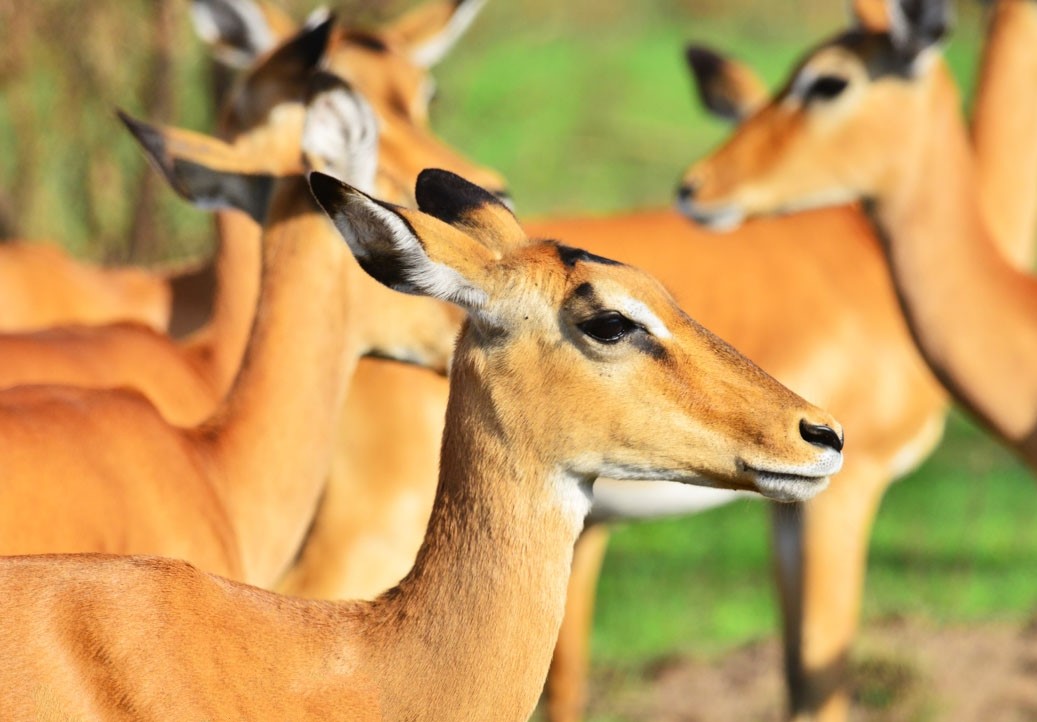 8-days-uganda-wildlife-holiday-dMNb6Bopsj.jpg