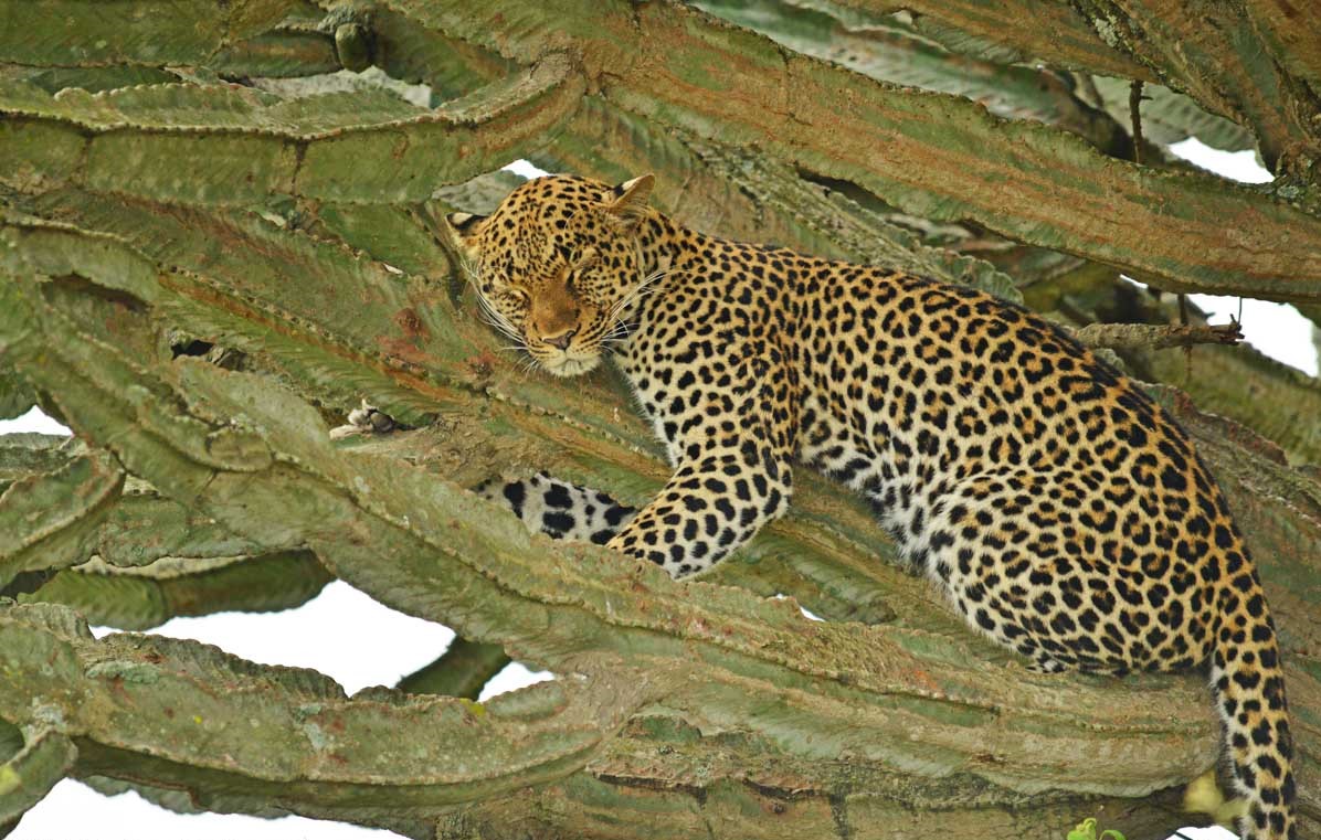 9 days uganda expedition IZSesomwER.jpeg