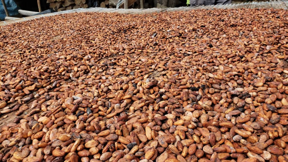 a la decouverte du processus de fabrication de chocolat bio 8NzxMBPNsg.jpeg