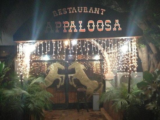 appaloosa-bamako.jpg