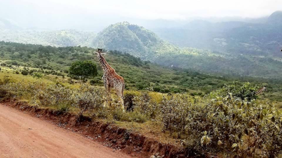 arusha national park day tour H4t0AfZN6P.jpeg