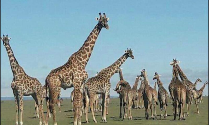 classic kenya highlights safari U2OzMAYdpz.jpeg