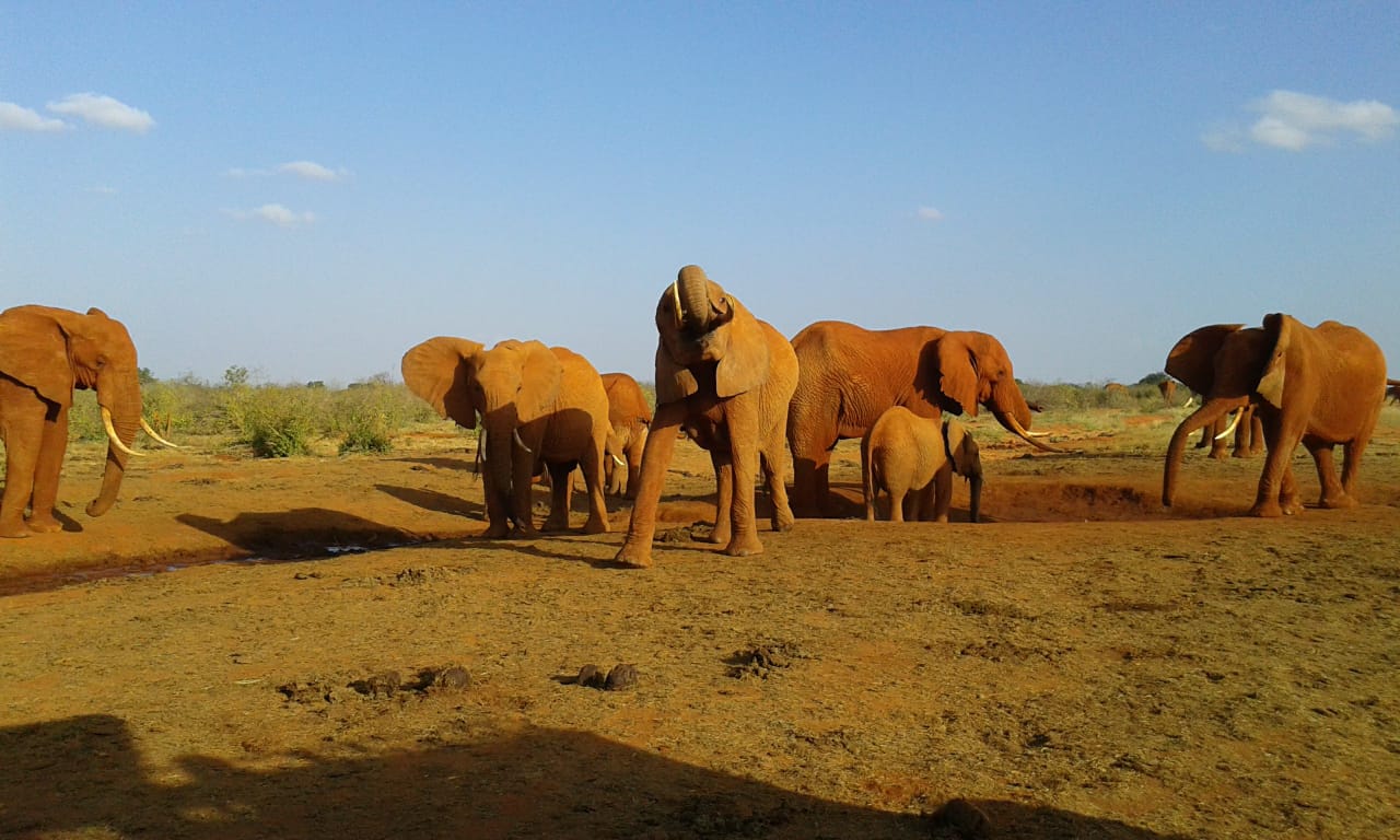 classic kenya highlights safari ZNdZrzJI46.jpeg