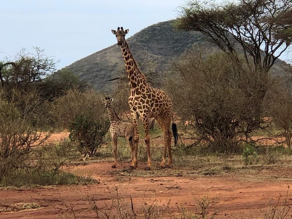 classic kenya highlights safari cZsOM.jpg