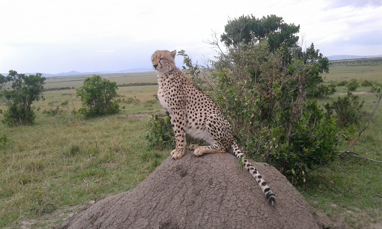 classic kenya highlights safari mBULaM0awC.jpeg