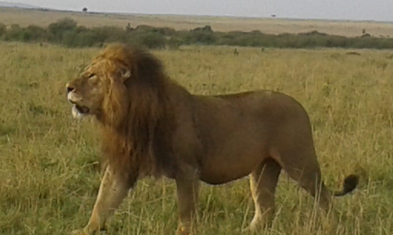 classic kenya highlights safari sSpb0HhoqR.jpeg