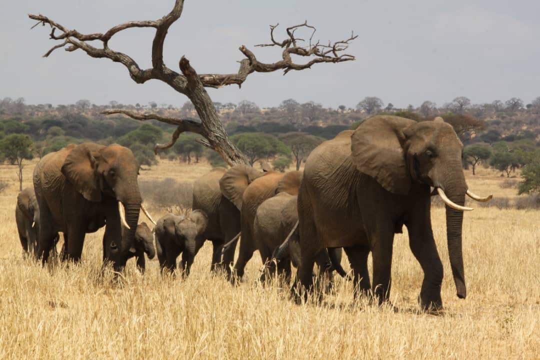 day trip to tarangire national park LIK1hJgFyJ.jpeg