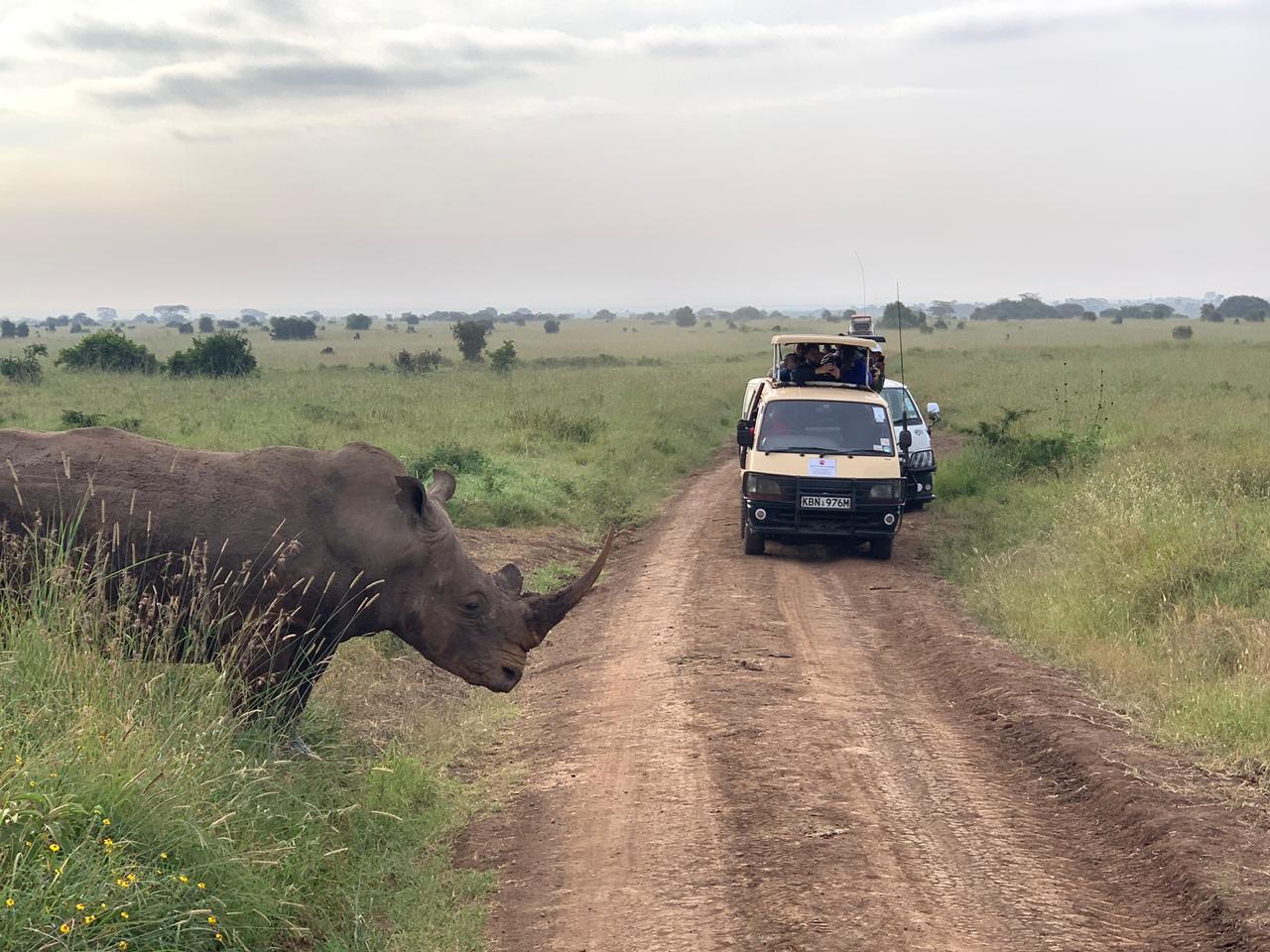 half day nairobi national park zfxp7LD7bK.jpeg